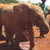 Baby Elephant