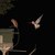 Learning to Fly