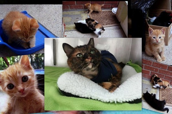 20130316125928-tigress_collage