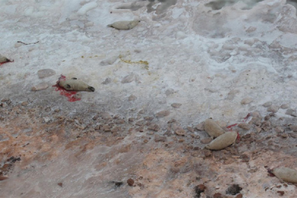 20130205121040-pe-li-dead-seals-620