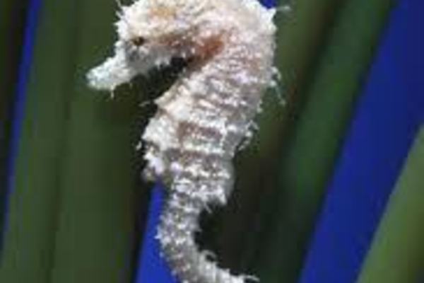 20130210090914-imagescabd43i9
