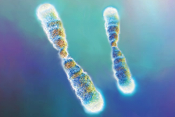 20130428145920-telomeres4