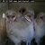 The Songbirds