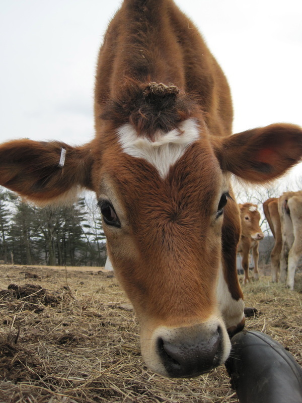 Raw Milk Dairy Farm Humane Animal Welfare, NonGMO, Open Space Indiegogo