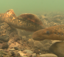 20120616033820-nice_lamprey_profile