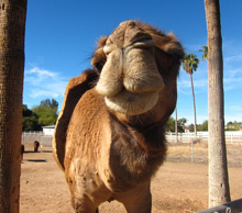 20121013073010-camel