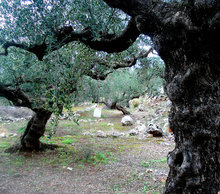 20130122183446-adopt_a_tree_grove