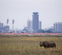 20120920091625-rhino-watalii.com_