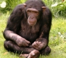 20121031095204-indiegogo_chimp