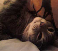 20121208211004-hank1
