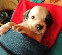 20130211123403-pup_in_pillow