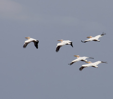 20130508073507-pelecanus_onocrotalus__-_-____2__8_