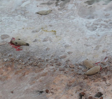 20130205110226-pe-li-dead-seals-620