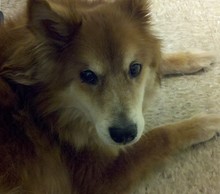 20130326010859-toby_boy
