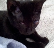 20130329071504-darla_the_blind_cat_8