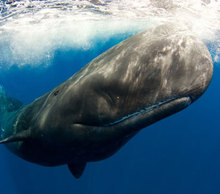 20130412092026-blog_sperm_whale_sony_world_phot_awards