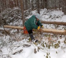 20130501053404-darlene_stripping_logs