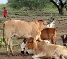20130521144928-cows1