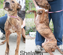 20130522110536-lh-shelaleaweb