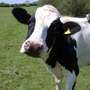 20111216181754-cow20111216-29030-16bxmsl-0