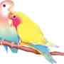 20120212072851-lovebirds
