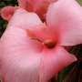 20120220155635-flower-1