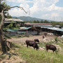 20120302045740-cowswide