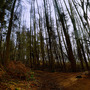 20120501035312-forest